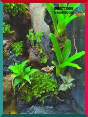 Bể bán cạn chuyên dụng nuôi cua ma cà rồng kích thước 30x20x30 cm - mẫu 07