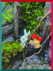 Bể bán cạn chuyên dụng nuôi cua ma cà rồng 30x20x30 cm - mẫu 08