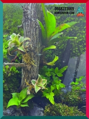 Bể bán cạn chuyên dụng nuôi cua ma cà rồng 30x20x30 cm - mẫu 08