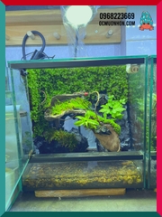 Bể bán cạn chuyên dụng nuôi cua ma cà rồng 30x20x30cm cây và rêu thật - mẫu 09