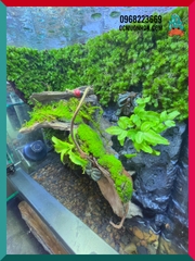 Bể bán cạn chuyên dụng nuôi cua ma cà rồng 30x20x30cm cây và rêu thật - mẫu 09