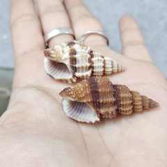 Vỏ ốc xoắn baby cực đẹp nhiều kích cỡ họa tiết ngẫu nhiên