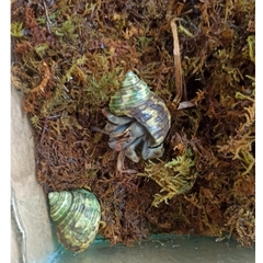 Rêu rừng khô lót nền, thức ăn cho ốc mượn hồn 100gram xanh mướt