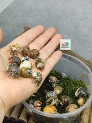 Combo 20 OMH siêu mini họa tiết ngẫu nhiên xinh xắn