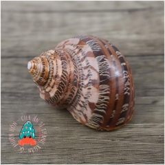 Vỏ ốc xà cừ đỏ size S M L họa tiết ngẫu nhiên