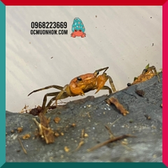 Bể bán cạn chuyên dụng nuôi cua ma cà rồng 30x20x30 cm - mẫu 08