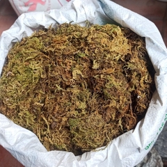 Rêu rừng khô lót nền, thức ăn cho ốc mượn hồn 100gram xanh mướt