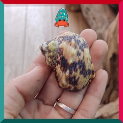 Vỏ ốc mặt trăng vàng size XS,S, M cực đẹp họa tiết ngẫu nhiên