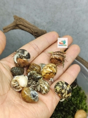 Combo 20 OMH siêu mini họa tiết ngẫu nhiên xinh xắn