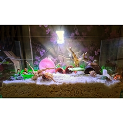 Cát trắng thủy sinh bịch 1000 gram