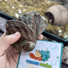 Bát ăn cho ốc mượn hồn nhỏ vân xà cừ lấp lánh 6-7cm