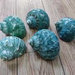 Vỏ ốc xà cừ xanh baby họa tiết ngẫu nhiên cỡ L XL 3XL