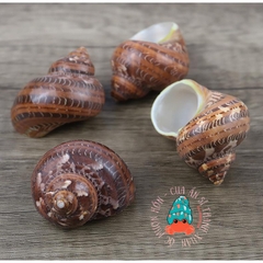 Vỏ ốc xà cừ đỏ size S M L họa tiết ngẫu nhiên