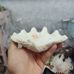 Bát ăn cho ốc mượn hồn nhỏ vân xà cừ lấp lánh 6-7cm