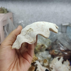 Bát ăn cho ốc mượn hồn nhỏ vân xà cừ lấp lánh 6-7cm