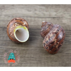 Vỏ ốc xà cừ đỏ size S M L họa tiết ngẫu nhiên