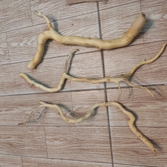 Lũa đỗ quyên loại ngắn trang trí bể cá, đồ chơi leo chèo cho ốc mượn hồn