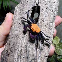 Cua vampire - black eye