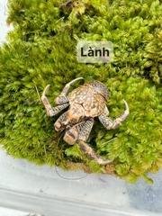 Cua dừa cảnh mini