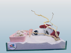 Combo nuôi ốc mượn hồn đầy đủ phụ kiện ( không kèm đèn ) MS5