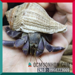 Ốc Mượn Hồn Lila