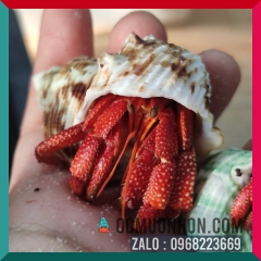 Ốc mượn hồn PERLATUS ĐỎ