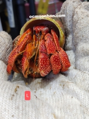 Ốc mượn hồn PERLATUS ĐỎ màu ngẫu nhiên