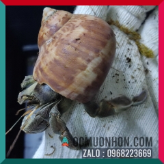 Ốc mượn hồn RUGO size bự L, XL  (ngẫu nhiên)