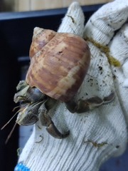 Ốc mượn hồn RUGO xinh xắn