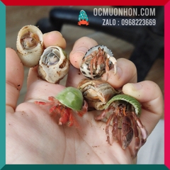 Ốc Mượn Hồn Albino