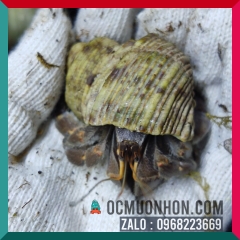 Ốc Mượn Hồn Rugo