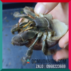 Ốc mượn hồn RUGO size bự L, XL  (ngẫu nhiên)