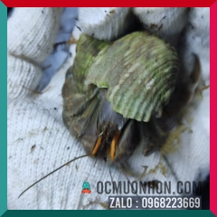 Ốc mượn hồn RUGO size bự L, XL  (ngẫu nhiên)