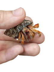 Ốc Mượn Hồn Viosunset