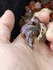 Ốc Mượn Hồn Viosunset