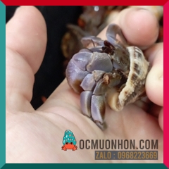 Ốc mượn hồn VIOSUNSET màu cam nâu xám (ngẫu nhiên)