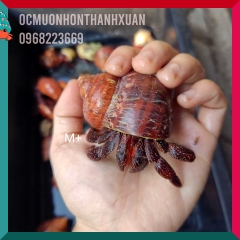 Ốc mượn hồn PERLATUS