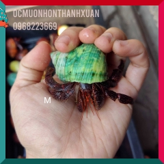 Ốc mượn hồn PERLATUS