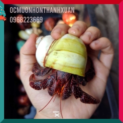 Ốc mượn hồn PERLATUS