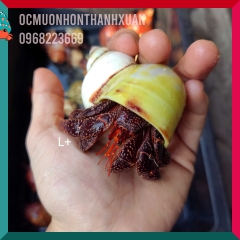 Ốc mượn hồn PERLATUS