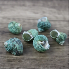 1kg vỏ ốc lẫn lộn từ cỡ siêu baby tới cỡ L