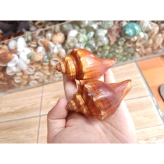 1kg vỏ ốc lẫn lộn từ cỡ siêu baby tới cỡ L