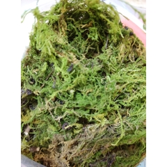 1kg Rêu rừng khô giá sỉ xanh mướt giữ ẩm cho cây, ếch, ốc, nhện,...