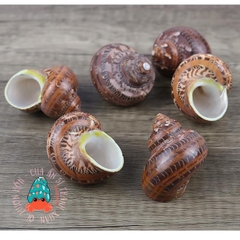 1kg vỏ ốc lẫn lộn từ cỡ siêu baby tới cỡ L