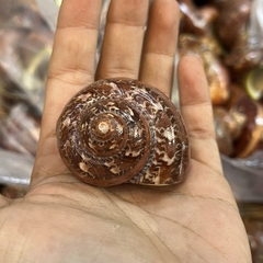 Sỉ 1kg vỏ ốc xà cừ đỏ hoạ tiết và kích thước ngẫu nhiên