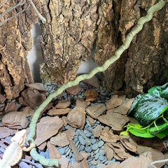 Dây leo trang chí chuồng nuôi cho ốc mượn hồn và bò sát nhỏ dài 1M - chất liệu nhựa PU - màu xanh