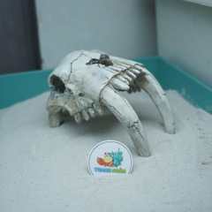 Mô hình sọ 2 Ngà màu trắng xám làm hang trú và trang trí cho chuồng nuôi ốc mượn hồn, bò sát nhỏ