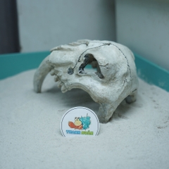 Mô hình sọ 2 Ngà màu trắng xám làm hang trú và trang trí cho chuồng nuôi ốc mượn hồn, bò sát nhỏ