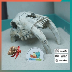 Mô hình sọ 2 Ngà màu trắng xám làm hang trú và trang trí cho chuồng nuôi ốc mượn hồn, bò sát nhỏ