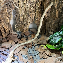 Dây leo trang chí chuồng nuôi cho ốc mượn hồn và bò sát nhỏ dài 1CM - chất liệu nhựa PU màu nâu